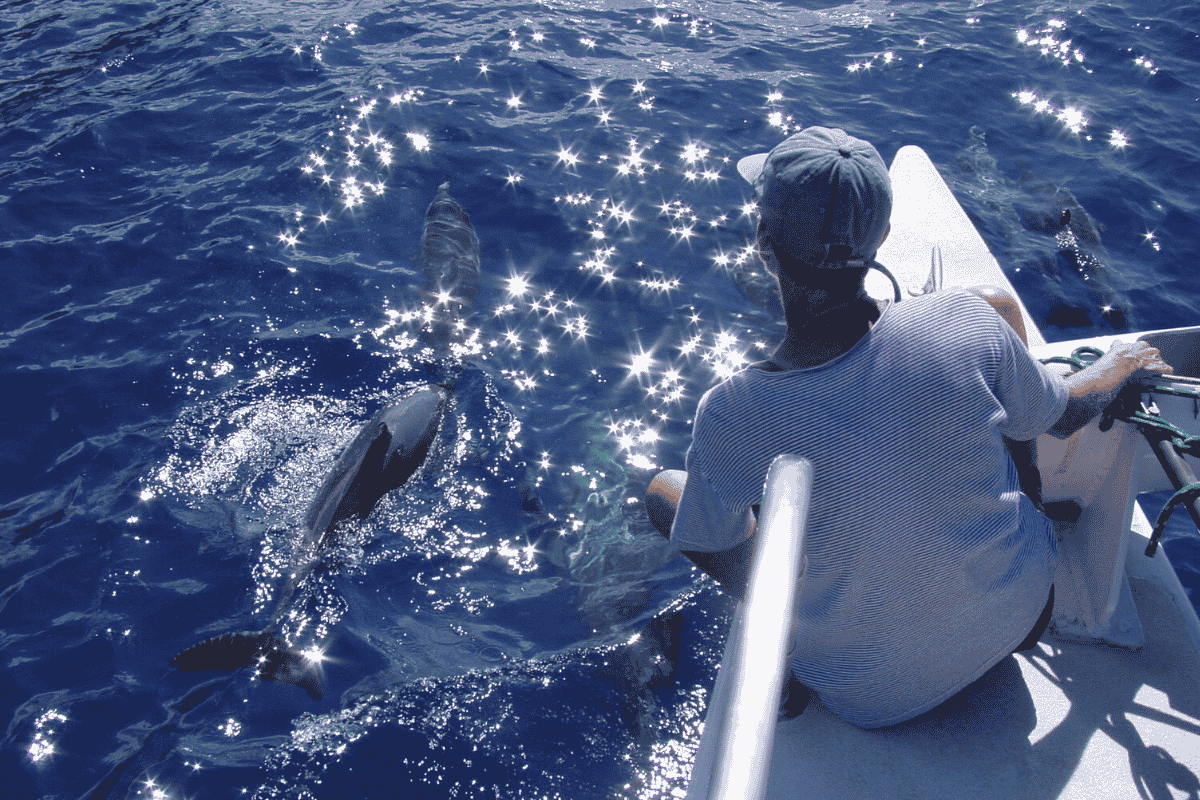 Dolphin Play Sailing Experience Dream Sailboat Croatia Kornati Yacht 